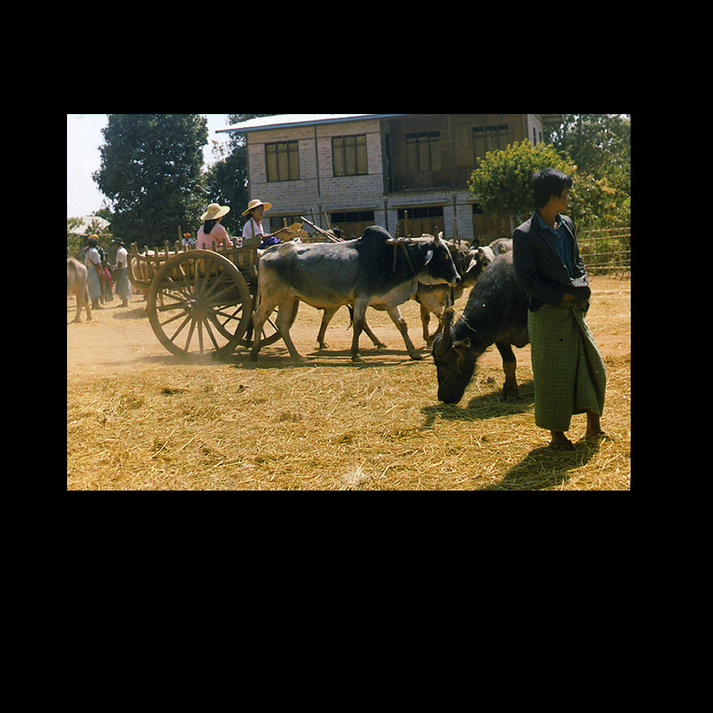 Women travelling by bullock cart, Shan State, 1994.
